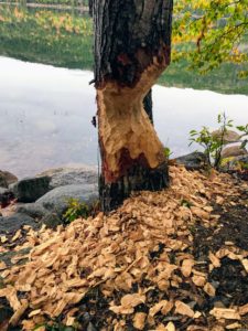This work is done by beavers. When a beaver cuts down a tree it wants to eat the inner, growing cambium layer of the tree bark. There is definitely a sizable population of beavers here at the top of the Pond.