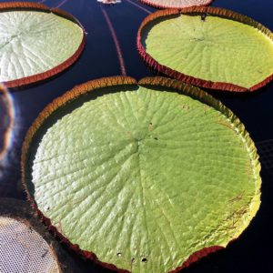 Here is a closer look at one of the pads in the Waterlily Display.