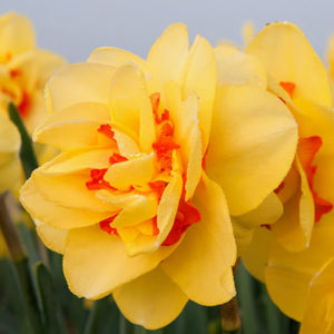 Here we planted 'Tahiti' daffodils - double flowers of soft yellow accented by tufts of coppery orange. Tahiti is a favorite among commercial growers in Holland because it grows and flowers so well. (Photo by Colorblends)