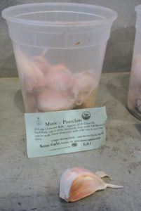 The Music Porcelain garlic is easy to grow. Raw, this garlic is very hot-flavored, but it mellows when it is baked or roasted.