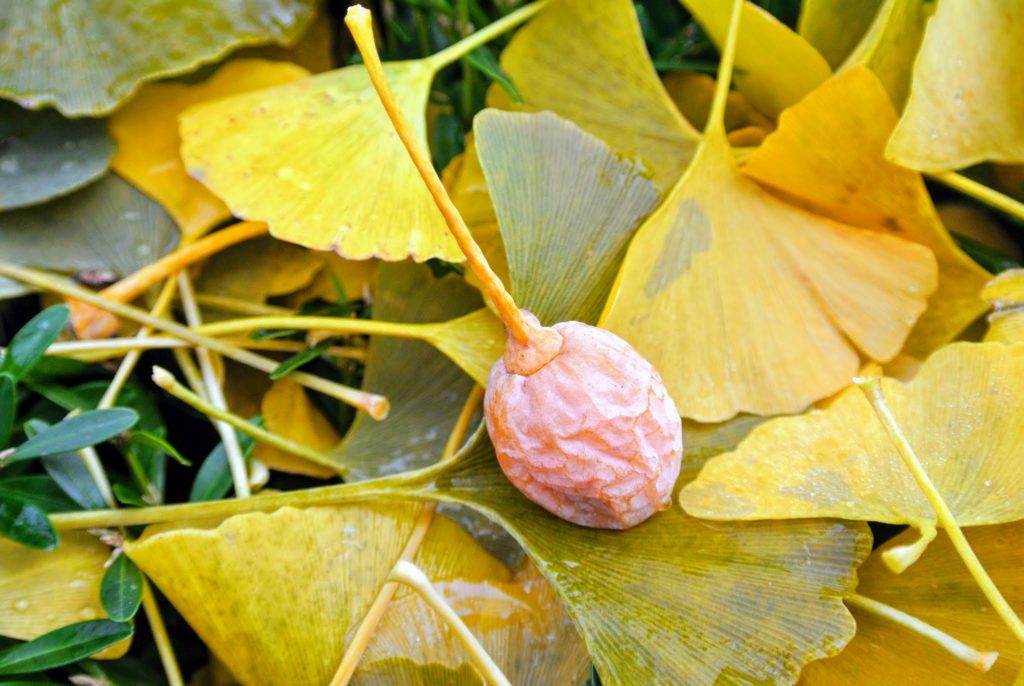 The Fall of the Ginkgo Tree Leaves The Martha Stewart Blog