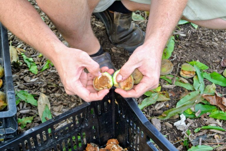 Harvesting Almonds The Martha Stewart Blog