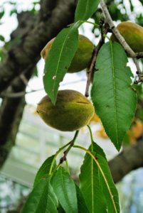 The almond fruit measures about two inches long, and is called a drupe. The outer covering, or exocarp, is a thick, grayish green coat, with a downy feel to it. This fruit is not edible.
