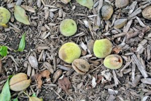 The longer the hulls remain on the nuts after harvest, the more the nut quality deteriorates, so be sure to have a lot of time to hull almonds when you harvest.