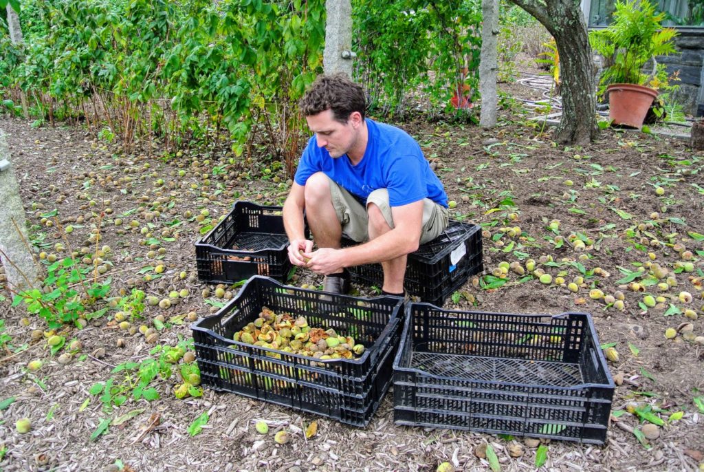 Harvesting Almonds The Martha Stewart Blog