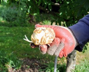 Larger bulbs are more difficult to plant because they require larger, deeper holes. These fritillaria 'Red Crown Imperial' bulbs are quite big.