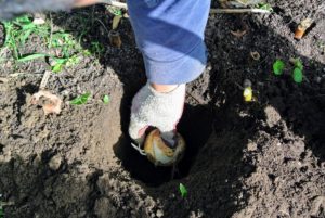 Each bulb is planted in a hole at least six-inches deep. There are already many lily bulbs planted here also, so the crew is very careful when planting additional bulbs in this space.