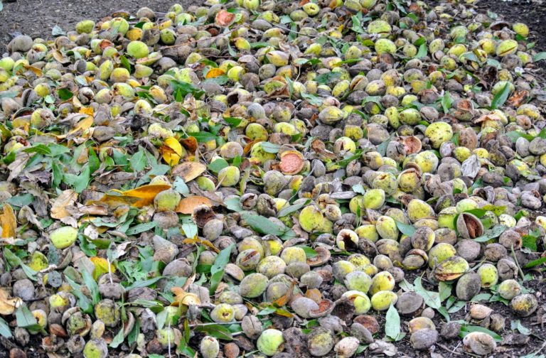 Almond Rakes Harvesting Almonds - The Martha Stewart Blog