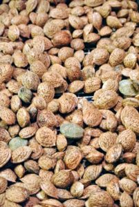 After a week, these should rattle when shaken. The nut inside should also be crisp and brittle. Rubbery kernels need to be dried some more. Before storing almonds, they can be placed in the freezer for a couple of days to to kill any possible storage pests.