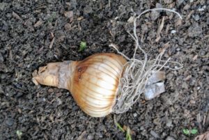 These are medium sized bulbs - each with a root end and a pointed sprouting end.