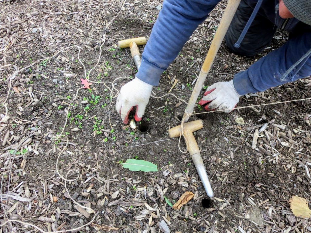 Planting Garlic at My Farm - The Martha Stewart Blog