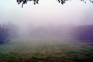 The"Party Lawn" behind my long winding clematis pergola is hard to identify with this thick blanket of fog.