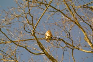 A red-tailed hawk watches the burlapping process from above. The red-tailed hawk is one of three species colloquially known in the US as the "chickenhawk," though it rarely preys on standard-sized chickens. It is so beautiful - watched for about 15-minutes and then flew away.