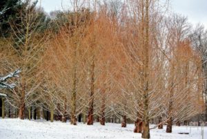 Here is a stand of dawn redwoods, Metasequoia, with their straight trunks. They are impressive trees by any standard, and beautiful in any season.