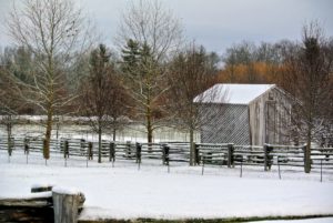 This corn crib has been here since I purchased the farm. Located near my Winter House and long pergola, it's become a favorite photo for guests who visit. The allee of lindens to the left runs perpendicular to the Boxwood Allee that leads to my stable.