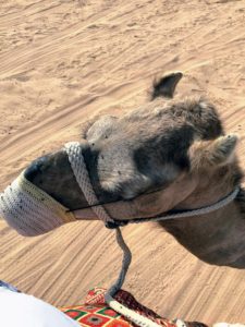 Camels are also known for spitting on people. This is part of a defense tactic when the animals feel threatened. To protect the riders, the camels wear these soft muzzles, but these camels were very nice, and didn't feel threatened at all.