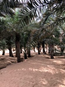 Here is a beautiful date palm oasis- the dates had already been harvested.