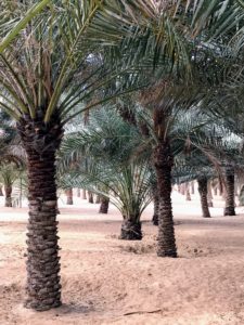 Known botanically as Phoenix dactylifera, and commonly known as date or date palm, it is a flowering plant species in the palm family, Arecaceae, cultivated for its edible sweet fruit. These date palms looked so healthy.