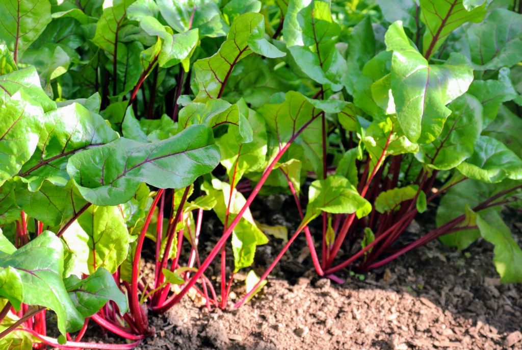 A Visit to My Vegetable Greenhouse - The Martha Stewart Blog