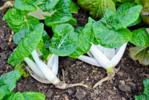 Bok choy or pak choi is a type of Chinese cabbage. It doesn't form heads; instead, it has smooth dark green leaf blades that create clusters.
