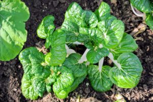Here is our beautiful bok choi - ready for picking. As you may know, Bok choy or pak choi is a type of Chinese cabbage. Chinensis varieties do not form heads and have smooth, dark green leaf blades instead, forming a cluster reminiscent of mustard greens or celery.