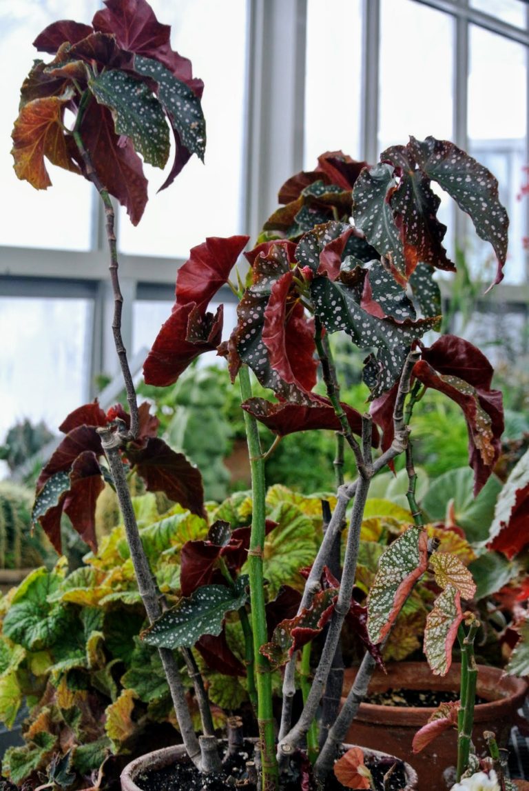 The Begonias in My Greenhouse The Martha Stewart Blog