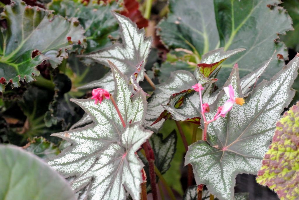 The Begonias in My Greenhouse The Martha Stewart Blog