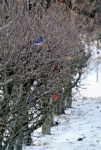 Here are a few birds in the espaliered dwarf apple orchard behind my carport. The bird feeders above are busy all day long with many hungry customers this time of year.