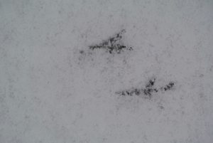 Here are some bird tracks in the snow.