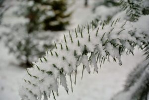 In my pinetum, I love to see how the snow sits on the branches of various conifers. On this branch, all the needles are nearly covered in white.