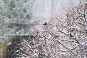 In fact, here is an avian friend perched on one of its branches enjoying the snowfall.