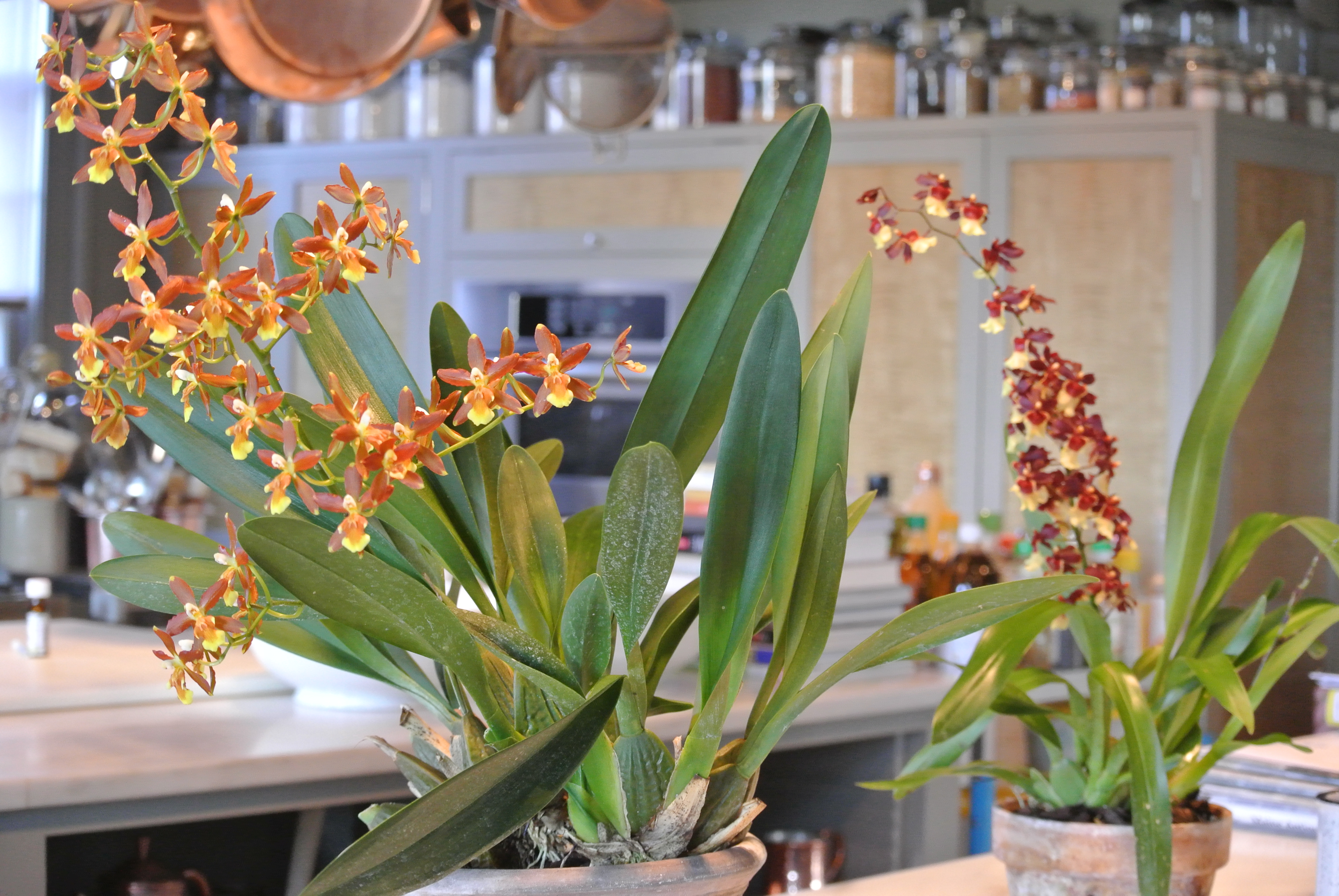 Decorating with Orchids in My Home - The Martha Stewart Blog