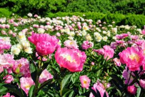 And my beautiful herbaceous peonies - I have an entire bed filled with peonies - the peony is a longtime favorite, and I look forward to seeing them burst with color every year - I can see this bed from my bedroom window.