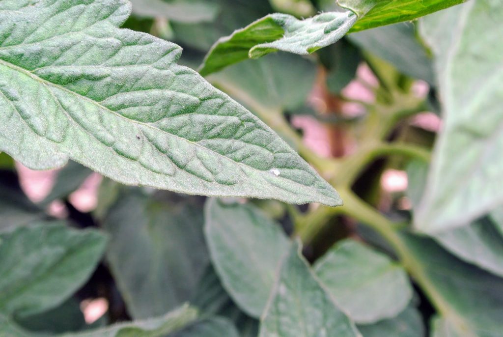 Using Beneficial Insects from Koppert Biological Systems The Martha