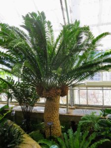 This is a Dioon spinulosum, giant dioon, or gum palm - a cycad endemic to limestone cliffs and rocky hillsides in the tropical rainforests of Veracruz and Oaxaca, Mexico. It is one of the tallest types of cycads in the world, growing up to nearly 40-feet tall.