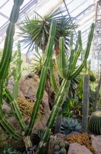On the other end of the Conservatory, is an area called World Deserts - it is filled with succulents, grasses, shrubs and other flowering plants.
