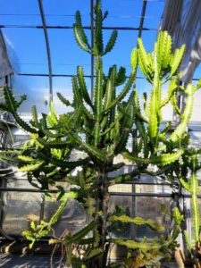 Euphorbia lactea is a species native to tropical Asia, mainly in India. It is an erect shrub growing up to 16-feet tall. I have one in my greenhouse at the farm.