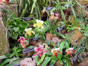I am also quite fond of orchids, especially Lady's slipper orchids in the subfamily Cypripedioideae. They are by far, the showiest and most popular of the hardy terrestrial orchids.