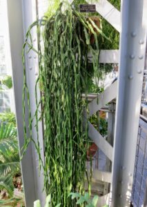 Most Rhipsalis have no needles, and although it is a cacti genus, these plants would not survive the dry soil and bright sun of a desert. Virtually all Rhipsalis specimens are native to the rainforests of South America, the Caribbean, and Central America.