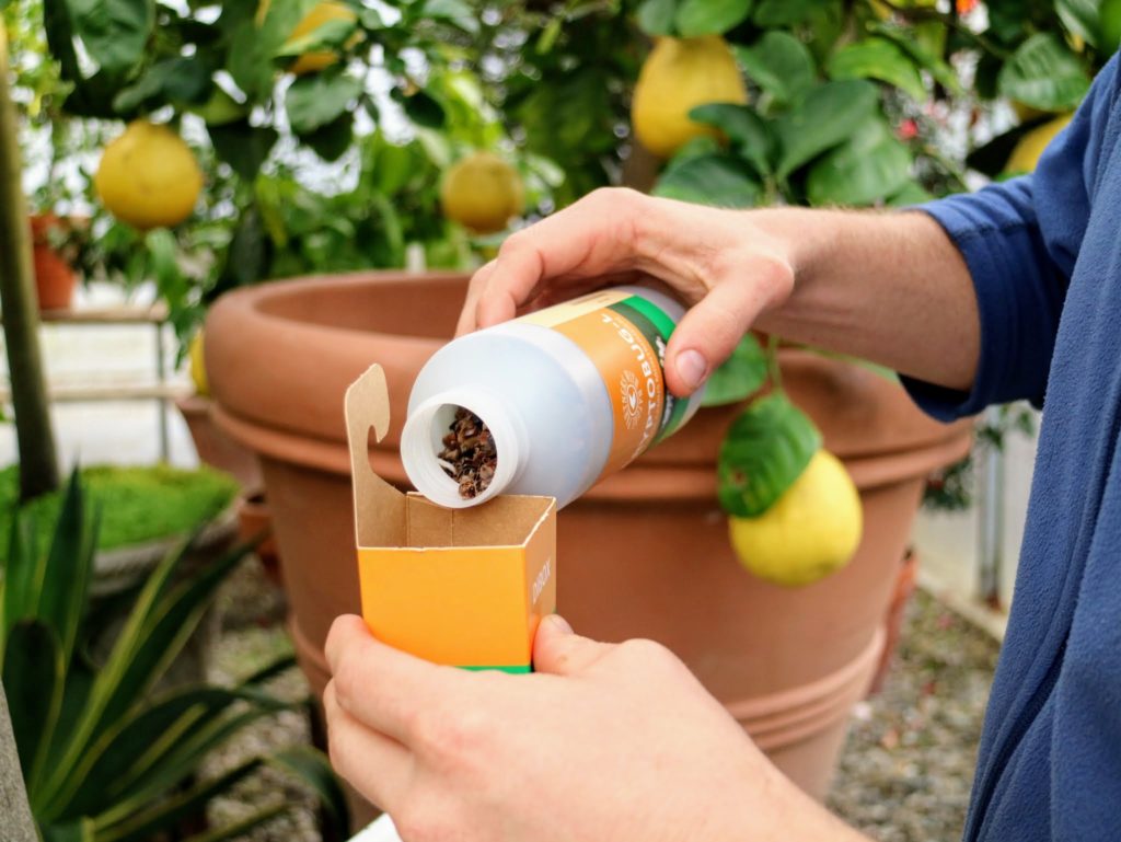 Using Beneficial Insects from Koppert Biological Systems The Martha