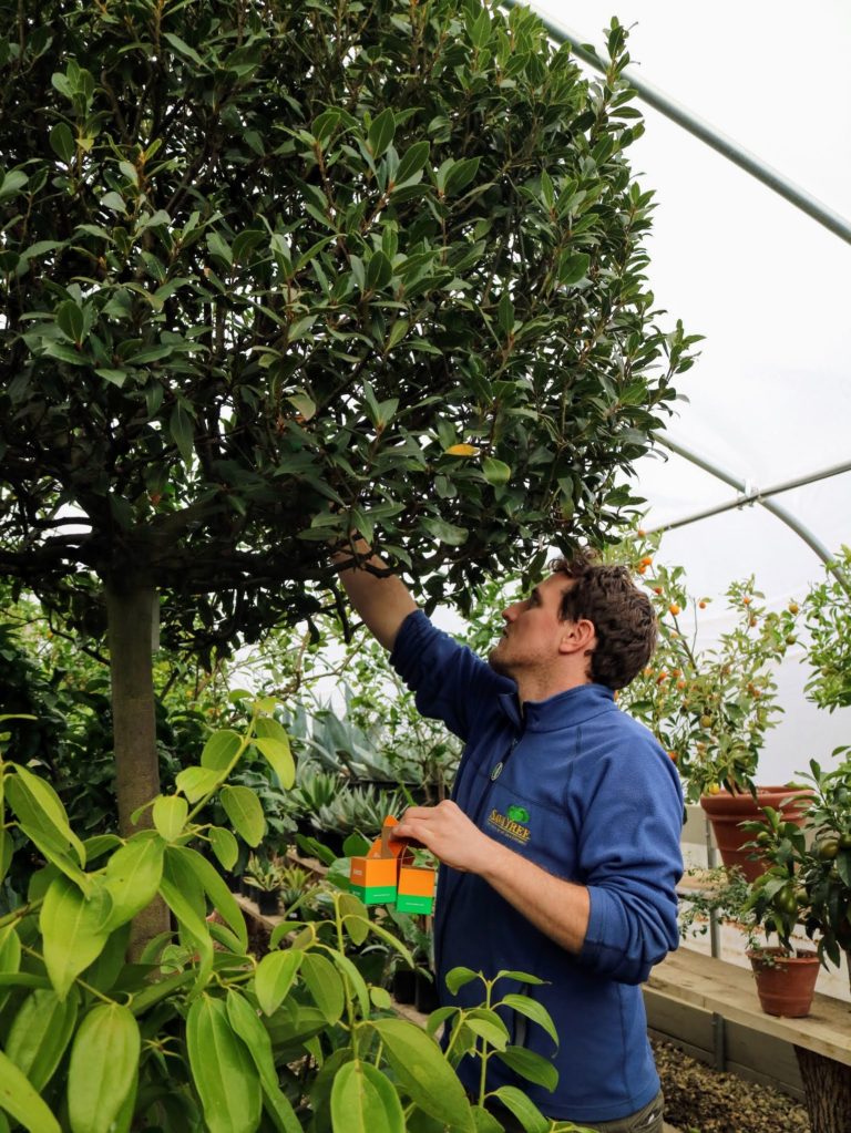 Using Beneficial Insects from Koppert Biological Systems The Martha