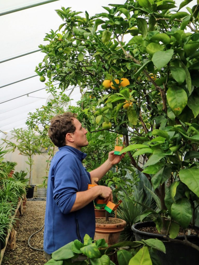 Using Beneficial Insects from Koppert Biological Systems The Martha