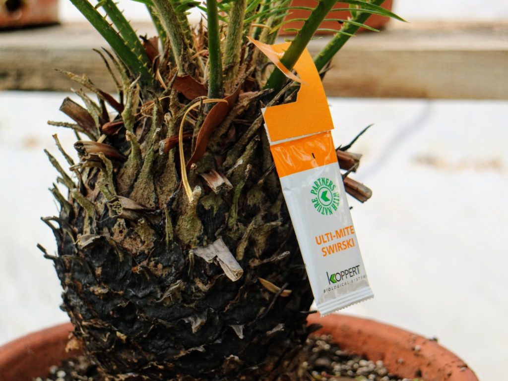 Using Beneficial Insects from Koppert Biological Systems The Martha