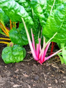 Here is the chard. The stalk colors are so vibrant. With stems of red, yellow, rose, gold, and white, this patch of vegetables is always a visual feast in the garden, and at the dinner table. Chard has highly nutritious leaves making it a popular addition to healthful diets.