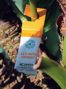 These 100-percent compostable foil sachets contain 250-predatory mites and storage mites which feed on various thrips species and the eggs and larvae of whitefly. These are used as a preventative method and when the first signs of whitefly appear.