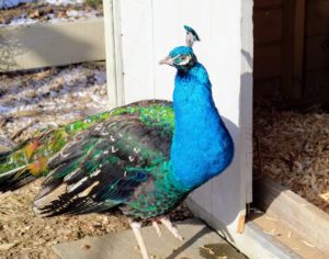 These birds are so photogenic with their iridescent blue necks - so handsome.