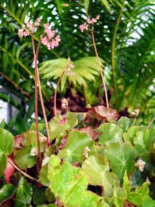 Rhizomatous begonia flowers bloom in late winter to early spring and can range from shades of pink blush to bright white.