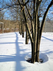 The drifting snow created nicely manicured "pits" around the quince trees between my blueberry patch and the flower cutting garden.