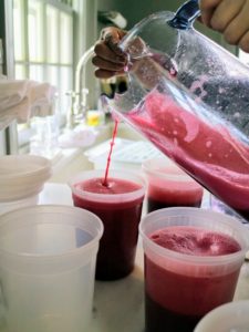Sanu pours the juice into several quart-sized containers for storing. Four giant pomegranates will make about three cups of juice.