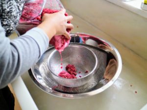 Any leftover solids are placed through a sieve and given to the chickens - they love pomegranates.